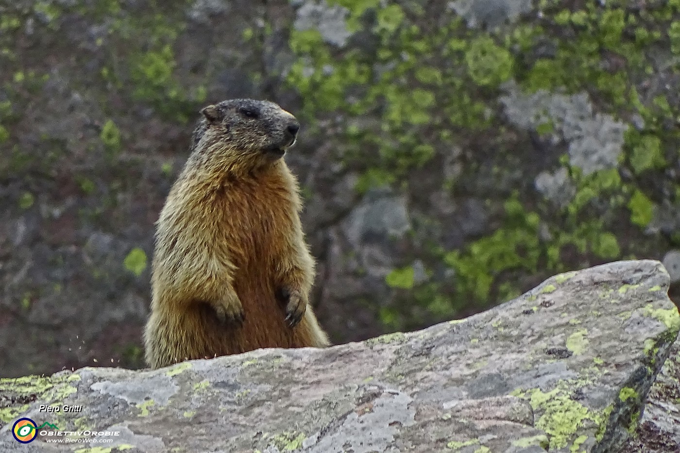 60 Marmotta in sentinella.JPG -                                